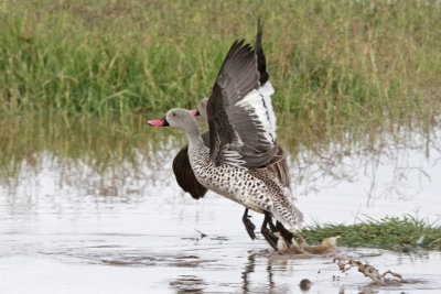 Cape Teal