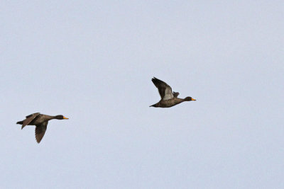 Yellow-billed Ducks