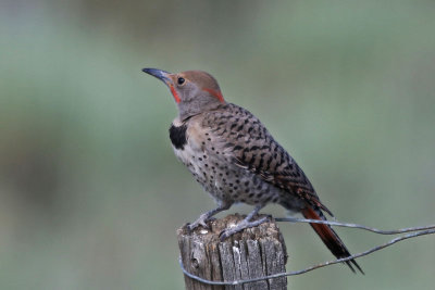 Northern Flicker