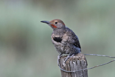 Northern Flicker Intergrade