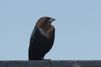 Brown-headed Cowbird