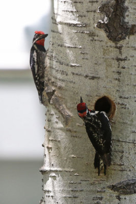 Red-naped Sapsuckers