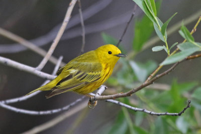 Yellow Warbler