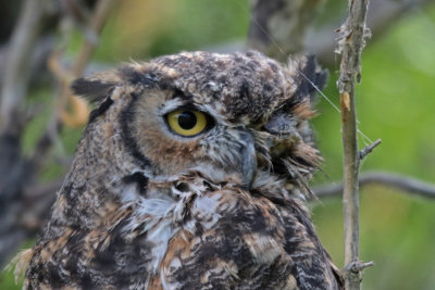 One-eyed Great Horned Owl