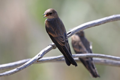 Northern Rough-winged Swallow