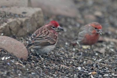 Cassin's and House Finches