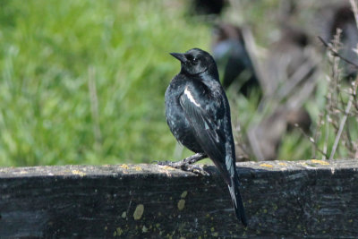 Tricolored Blackbird