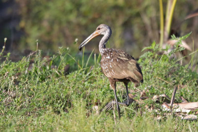 Limpkin