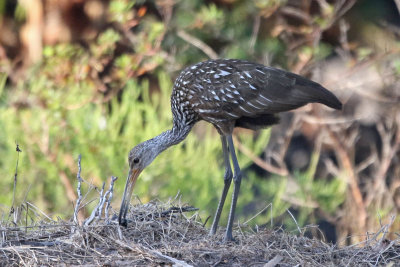 Limpkin