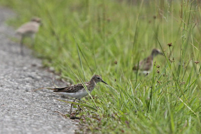 Sharp-tailed Sandpiper