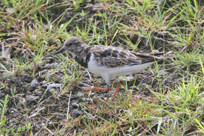 Ruddy Turnstone