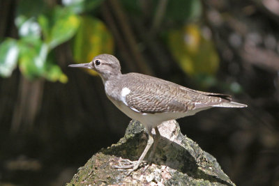 Common Sandpiper