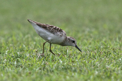 Long-toed Stint