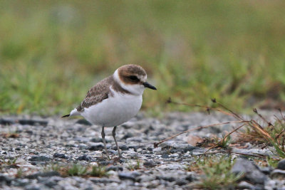 Kentish Plover