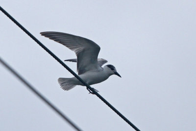 Tern