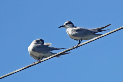 Whiskered Tern