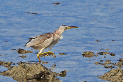 Yellow Bittern