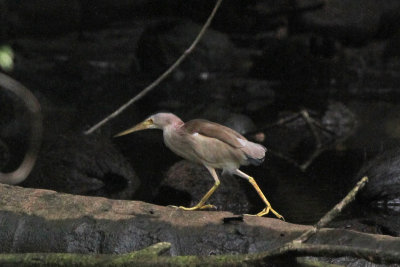 Yellow Bittern