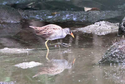 White-browed Crake