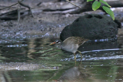 White-browed Crake