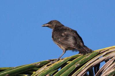 Micronesian Starling