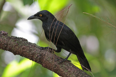 Micronesian Starling (Cocos Island)