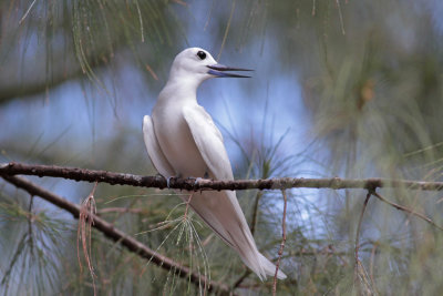 White Tern (Cocos Island)