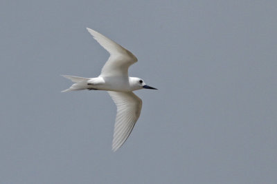 White Tern (Cocos Island)