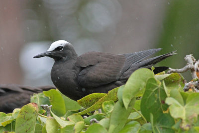 Brown Noddy