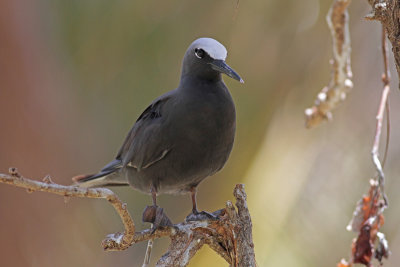 Black Noddy