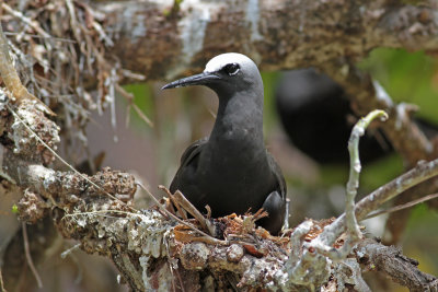 Black Noddy
