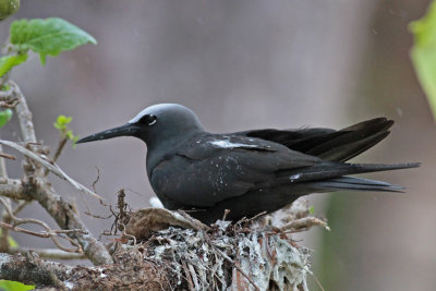 Black Noddy