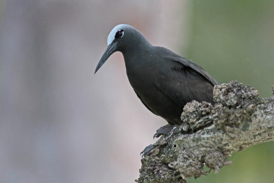 Black Noddy