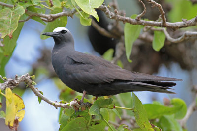 Black Noddy