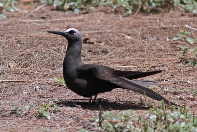 Black Noddy