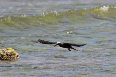Black Noddy