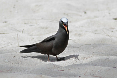 Black Noddy
