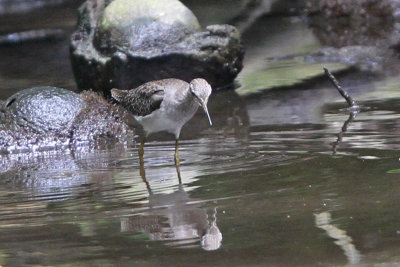 Wood Sandpiper