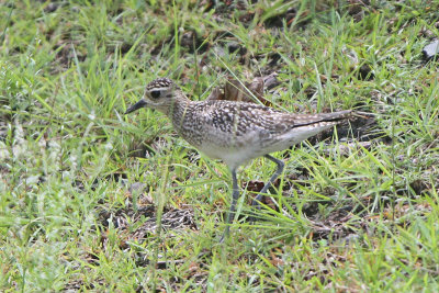 Pacific Golden Plover