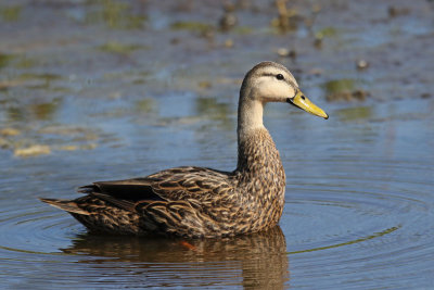 Mottled Duck