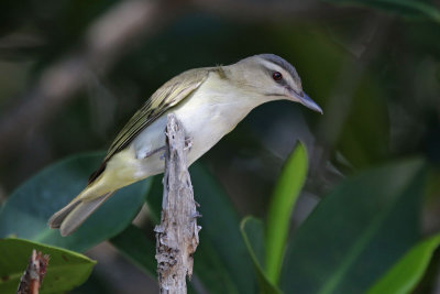 Black-whiskered Vireo