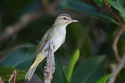 Black-whiskered Vireo