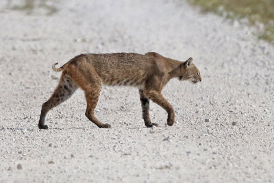 Bobcat