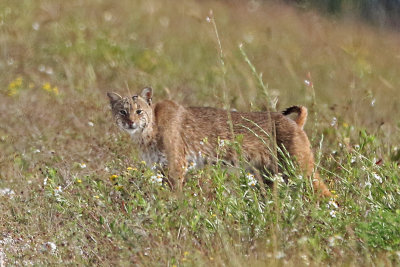 Bobcat