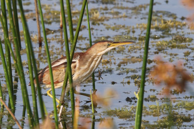 Least Bittern