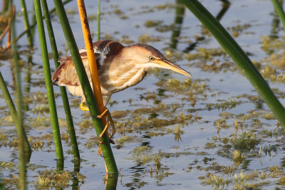 Least Bittern