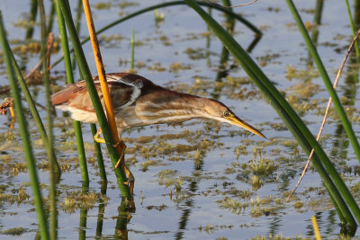 Least Bittern