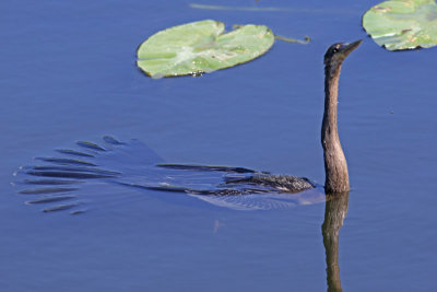 Anhinga