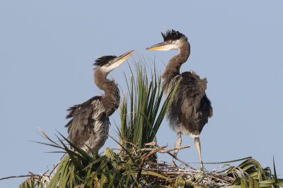 Young Great Blue Herons in the nest