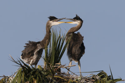 Young Great Blue Herons in the nest